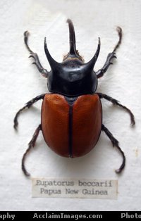 Rhino Beetle